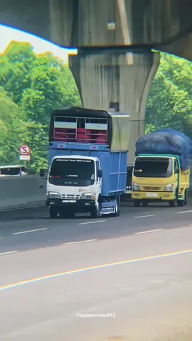 #elfmacan #elfmacanindonesia #storytruck #drivermuda #pesonatruckindonesia #truckmaniaindonesia #pesonadrivermuda🤝😎🤘🚛🇮🇩 #elfmacanwaningeyel 