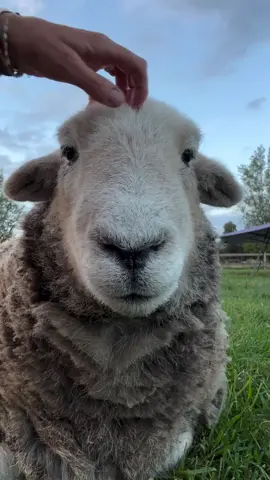 herdy_herdwick🐏 #herdy_herdwick #fyp #viral #videoviralitiktok #fypシ 