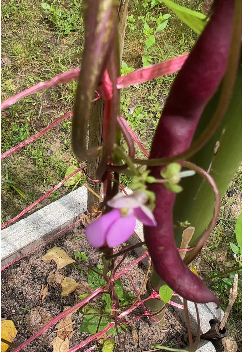 ถั่วแขกเบตง #greenbeen ปล่อยฝักไว้ให้แก่ #เก็บเมล็ดพันธุ์ 💜 #มือใหม่หัดปลูก #ปลูกผักสวนครัว #แปลงผักสายรุ้ง 