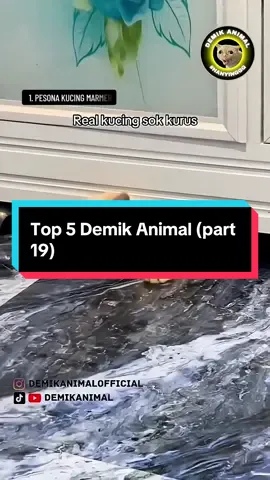 Top 5 Demik Animal (part 19) @Demik Animal Official  #hewanlucu  #ngakak  #fyp 