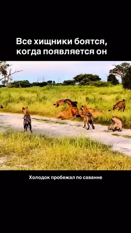 Когда на арену выходит настоящий хищник» Львы и гиены в саванне почуяли опасность и разбежались. Но зря вы думаете про льва… ведь настоящий хищник уже идёт — с бутылкой в руке! Подпишись — не пожалеешь! #хищник #прикол #юмор #гиены #львы     