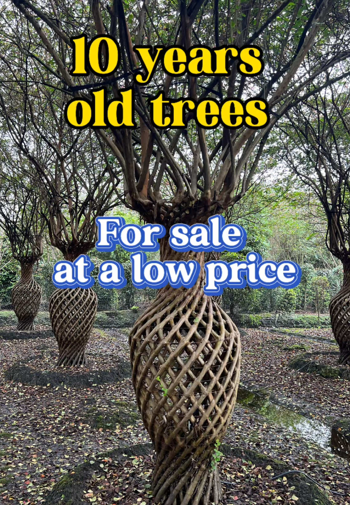 10-YEAR-OLD CRAPE MYRTLE 🌸 HUGE SIZE • READY TO SELL • LIMITED TIME! “Hey nursery owners and landscapers! 👋 Check out this STUNNING 10-year-old crape myrtle—healthy, fully matured, and blooming like crazy! 🌸 Perfect for instant landscaping projects or high-value resale. We’re offering it at a SUPER LOW PRICE for a limited time. Don’t miss this deal! 💰 DM us or comment ‘TREE’ to grab it now! 🚚 Shipping available worldwide. 🌍” Text overlay at the end: 👉 Follow for more great deals! #NurseryBusiness #Landscaping #CrapeMyrtle #TreeSale #WholesalePlants #GardenCenter #DealAlert #PlantsForSale