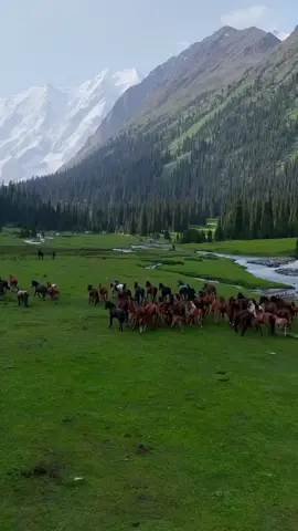 #قارئ عامر_الكاظمي#القران_الكريم🤍✨ #راحه_نفسيه🤍✨ #ستمع_لقران_لكريم_ودع_قلبك_يخشع_فليمان🤍✨ 