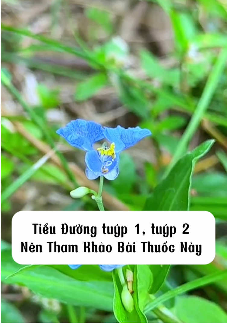 Bệ.nh Tiểu Đường Lưu lại khi cần nhé #tieuduong #rautrai #baithuochay #baithuocdangian #xuhuong 