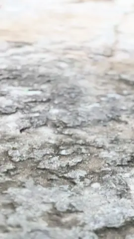 😍 #beatdeluxe #ktstyle #platktiniboss #platkt #fyp 