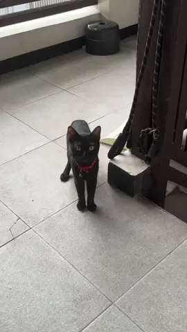 love naman daw ni xameng si coco pero mas love niya yung treats HAHAHAHAHAHA #trexy #fypシ゚ #catsoftiktok #puspin #petsup 