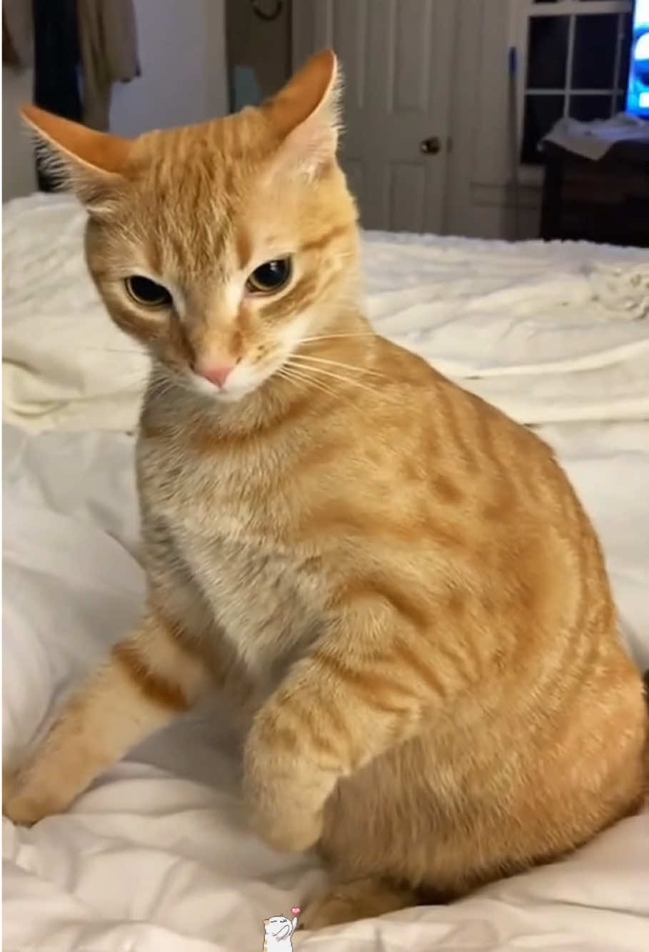 Naughty Orange Cat  #cat #cats #pet #catsoftiktok #funny 