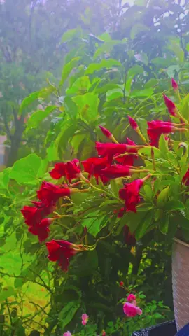 #viral #marburg #beauty #nature #foru 