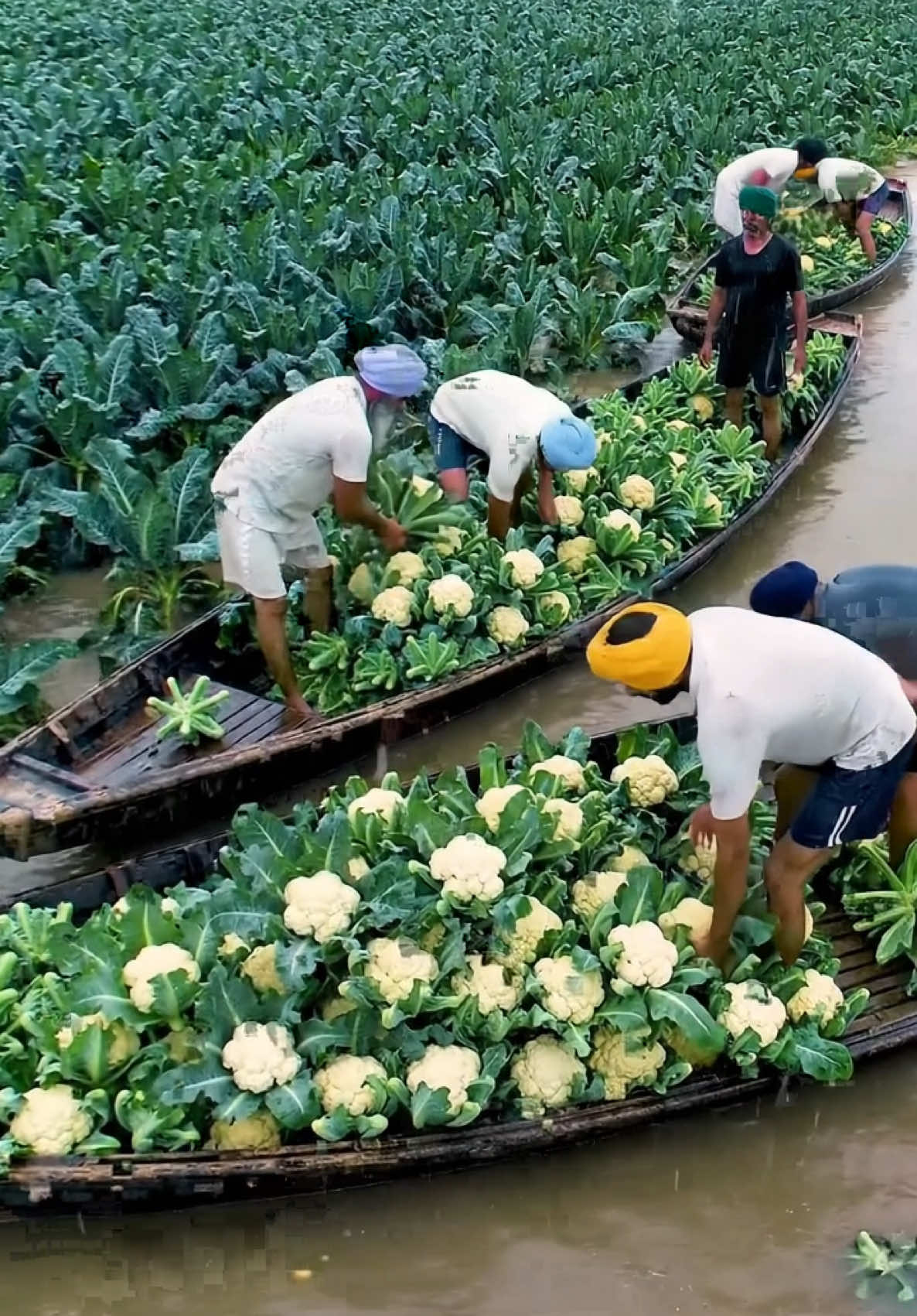 Cauliflower fields in flood 😭😭 #villagebasket 