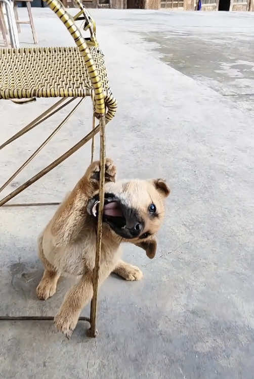 The dog's dramatic reaction to being stuck😂😂#dog #dogsoftiktok #funny #fyp #foryou #tiktok #cute 