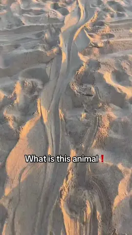 Found a big animal on the beach what is it??! #fyp #viral #trending #animals #adventure
