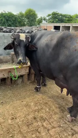 Jutt Cattle Farm @Desi جٹ @Wahab jutt 5 #buffalo #foryou #top10 #60lakh #bulls #hafizazharjuttpakbuffalo 