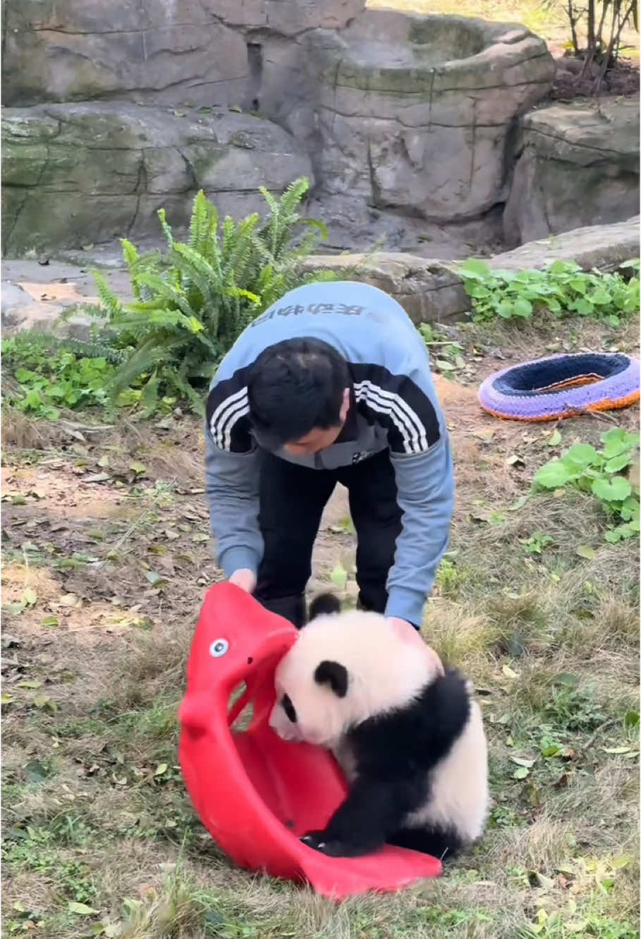 Qi Sanmei, who likes playing with grandpa best #fyp #usa #usaus #panda #funnyvideos #cute #pandas #foryou #pet #cutebaby 
