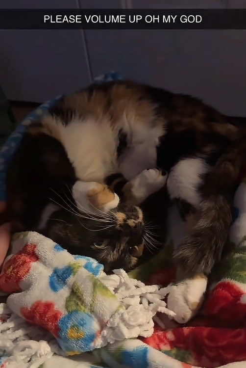 Cat not only understands but has its own ideas.🤣🤣#cat #catsoftiktok #funnycat #funnyvideo #funnytiktok #fyp #foryou #tiktok 