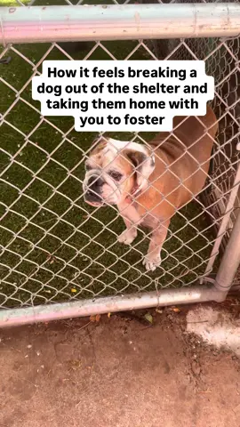 Taking a shelter dog home for foster is pure magic. At first, they might be unsure, but over time you see it… the little sparkle in their eyes when they realize they’re safe, loved, and part of a family.🩷 For Lucy it took about a week for her to start playing with toys, and maybe longer to start playing with @biggieinmaui . It took her months to stop trying to mount me every night and chase me while nipping at my legs 🤣 but what can i say… the adventure is half the fun!  The best part is now she is adopted and living a happy happy life where she gets to sleep in the bed and have the time of her life. She was with us thru multiple surgeries and i wouldn’t have had it any other way.  #foster #fosteringsaveslives #fosterdog #adopt 