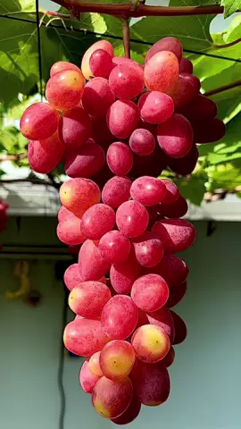 Vidio mentahan tanpa watermak silahkan download buat konten #anggurbasanti