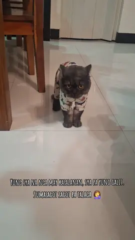 Yung sya na nga ang may kasalanan, sya pa ang may lakas ng loob para magalit 🤦‍♀️ #cat #catslove #Pepperoni #cutecat #tiktok  Sa mga nagtatanong po kung san ko binili damit ni pepper, please check the 🛍 bag icon