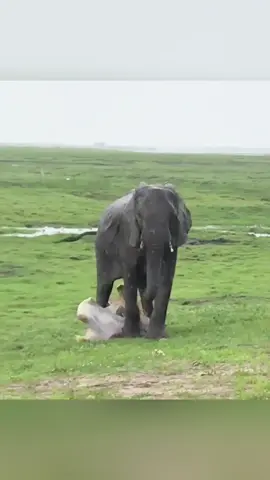 United elephants #animals #animals #fyp #wildanimals #wildlife 