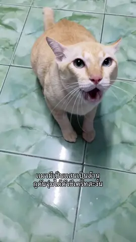 ตัวนี้ไงเล่าที่เราเลือกเอง                                     #สวนสัตว์tiktok #ชูก้า #ทาสเเมว #fyp 
