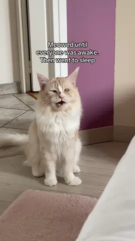 Stay toxic  #toxic #cats #cat #meowmeow 