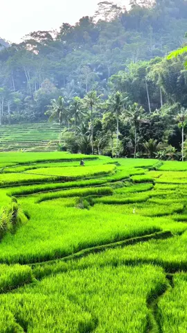 suasana pesawahan yang cantik dilihat #pesawahan #bandungbarat #jawabarat #fyp #foryou 