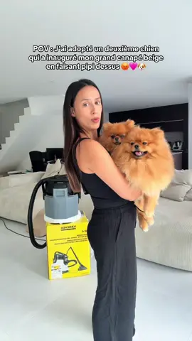 Vous faites comment pour protéger le canapé ? 😭🩷 #pomeranian #spitz #maison #construction #drole 