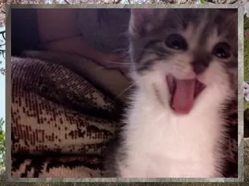 #cat 