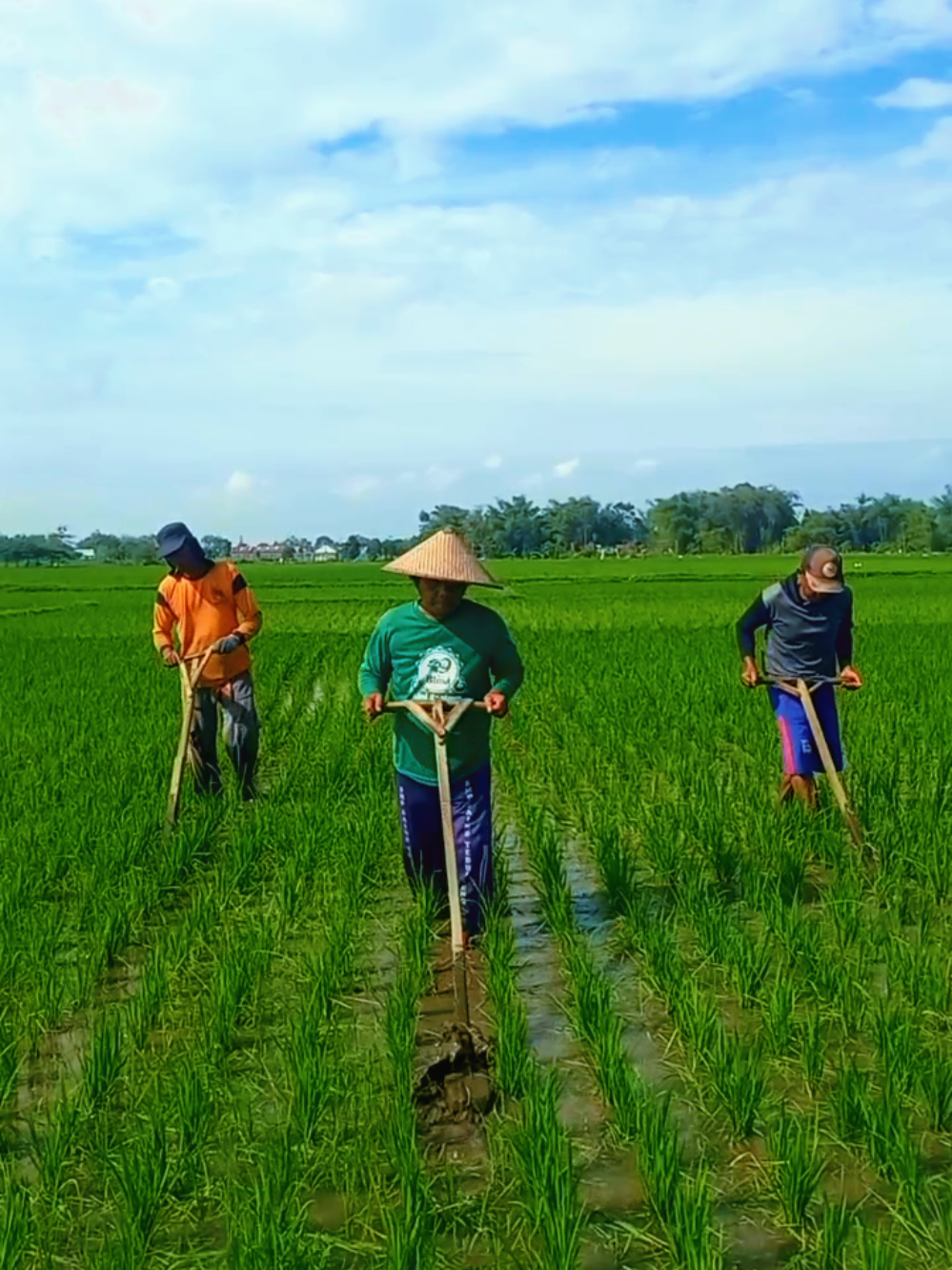 Pemeliharaan Tanaman Padi Optimasi Lahan Poktan Puton Kecamatan Diwek Kabupaten Jombang. #penyuluhpertanian 