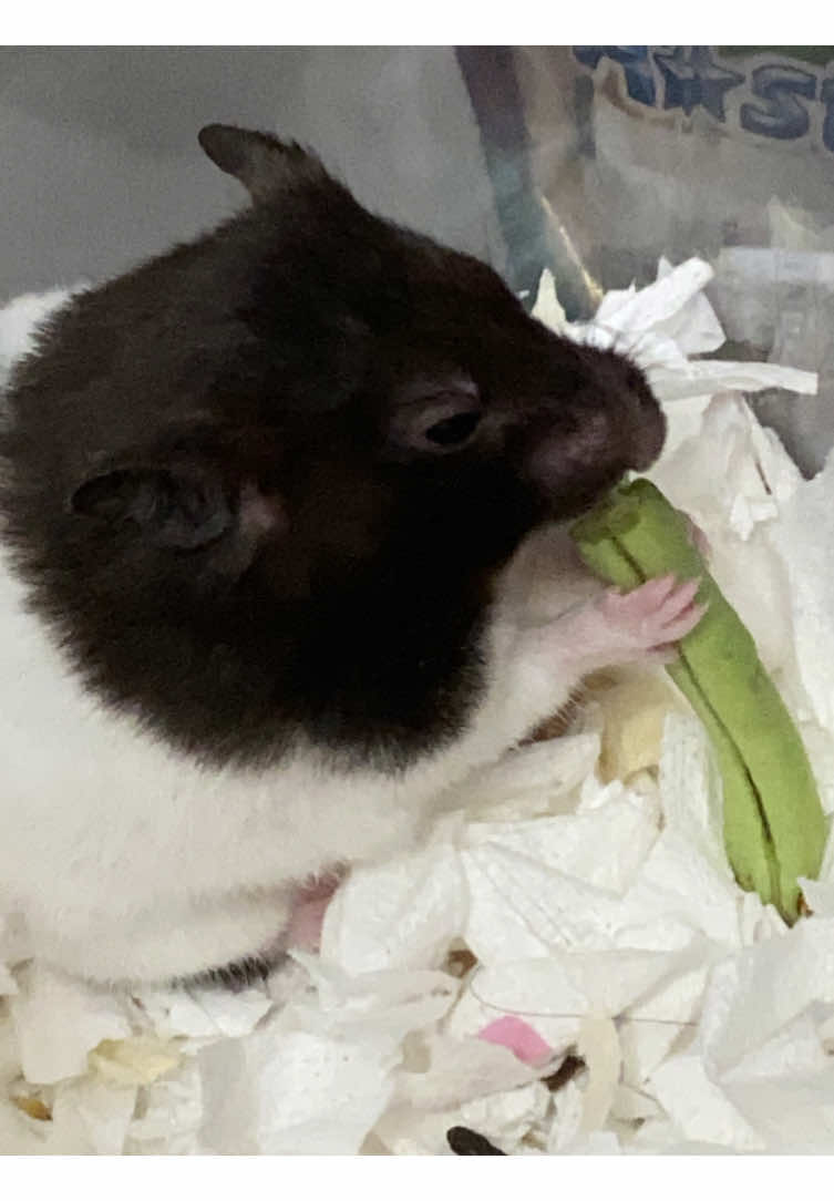 封面很可愛喔！#跳舞 #我要上熱門 #流量交出來 #fyp 