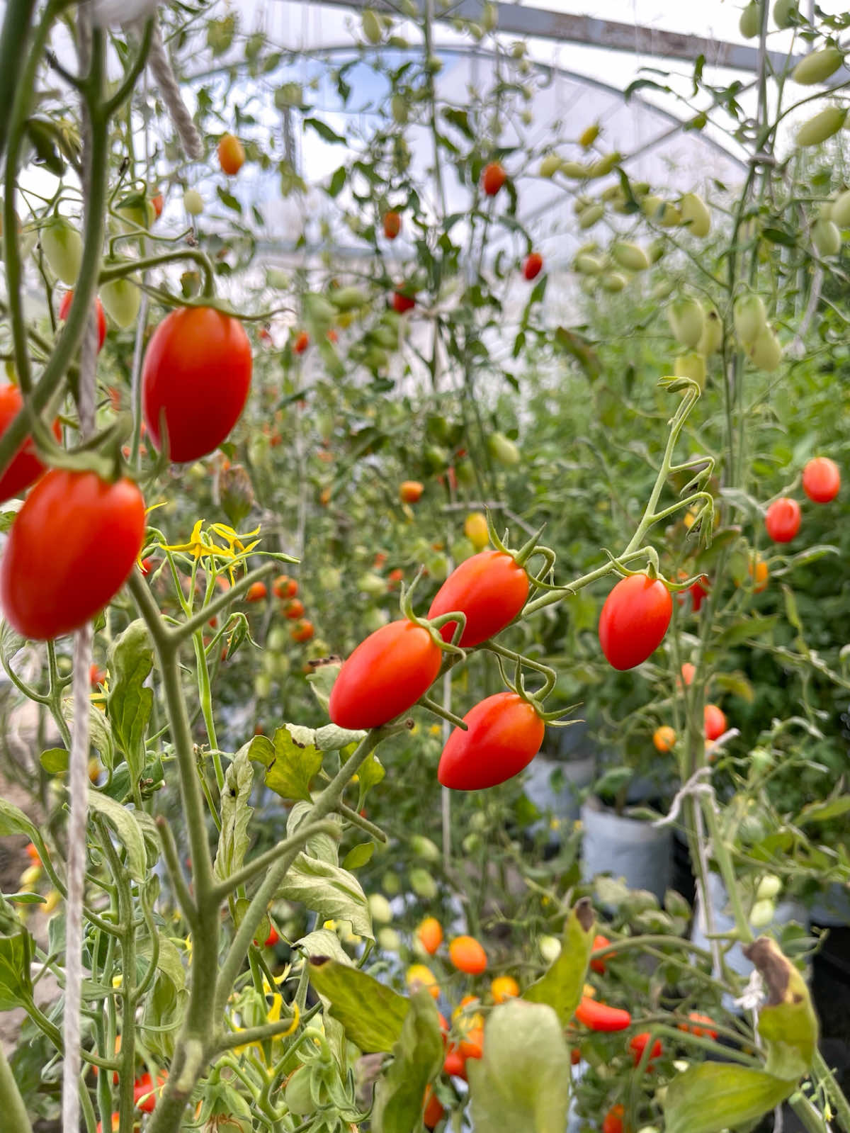 มะเขือเทศลูกเต็มต้นเลยค่ะ 🍅🍅🍅 #เมล็ดมะเขือเทศ #มะเขือเทศ #มะเขือเทศเชอรี่ #เมล็ดผัก #เมล็ดพันธุ์ผัก 