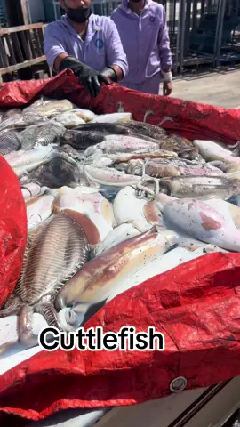 #cuttlefish #oman🇴🇲 #fishing #حبار #seafood 