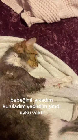 #patilidostlar #keşfetteyizzzz #kedivideoları 