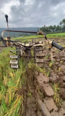 Banyune endi ki hah🫣🥱#fyp #petanimuda #masukberanda #xyzbca #foryou 