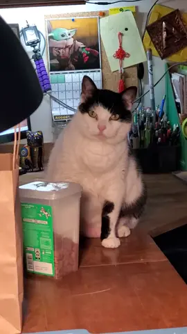 She wanted more snackies #foryoupage #catsoftiktok #fyp #trend #PetsOfTikTok 