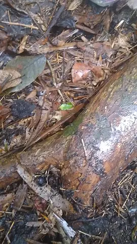 SINGOLAWU  #fypシ゚viral 