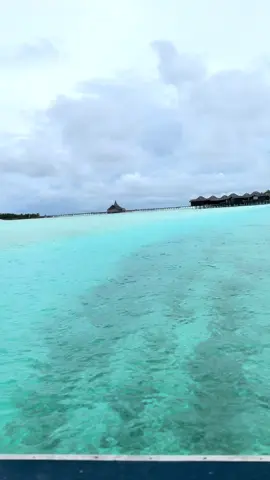 #naladhuprivateisland #Maldives #shark #pye #Maldive 