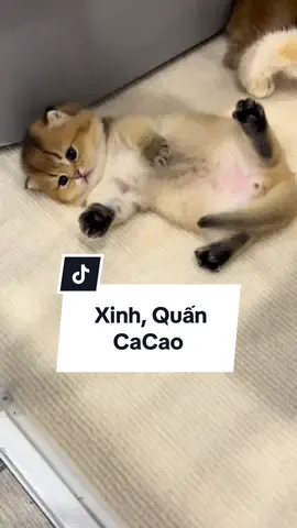 Cacao phần 1 #cat #meodethuong #MèoTênMỡ #meochanngan #xuhuongtiktok 