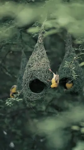 ✨ “Burung Manyar adalah arsitek kecil yang ditugaskan Tuhan. Dari helai rumput dan serat alam, ia rajut rumahnya dengan sabar, bergelantungan indah di ranting pohon. Tiap simpul adalah doa, tiap anyaman adalah bukti kebesaran Sang Pencipta. Manyar mengajarkan kita bahwa ketekunan yang sederhana pun bisa melahirkan mahakarya.” 🌿🕊️ #subhanallah❤️ #masyaallah #animals #hewan 