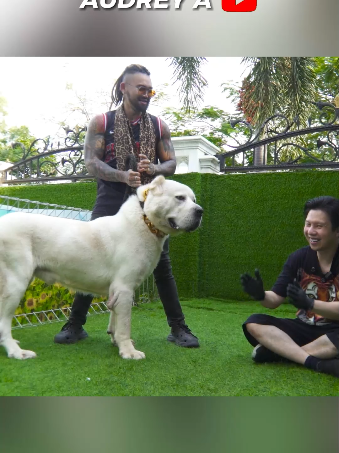 MARKAS ANJING MONSTER TERBESAR DI INDONESIA ALABAI CANE CORSO DOGO GREATDANE RAKSASA