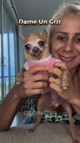 #dameungrr feat. a mean #chihuahua 