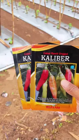 Benih Cabe Rawit Kaliber ASLI ORIGINAL Kemasan 10 gram #benihcabe #kaliber #cabekaliber #wijitani #cabe 