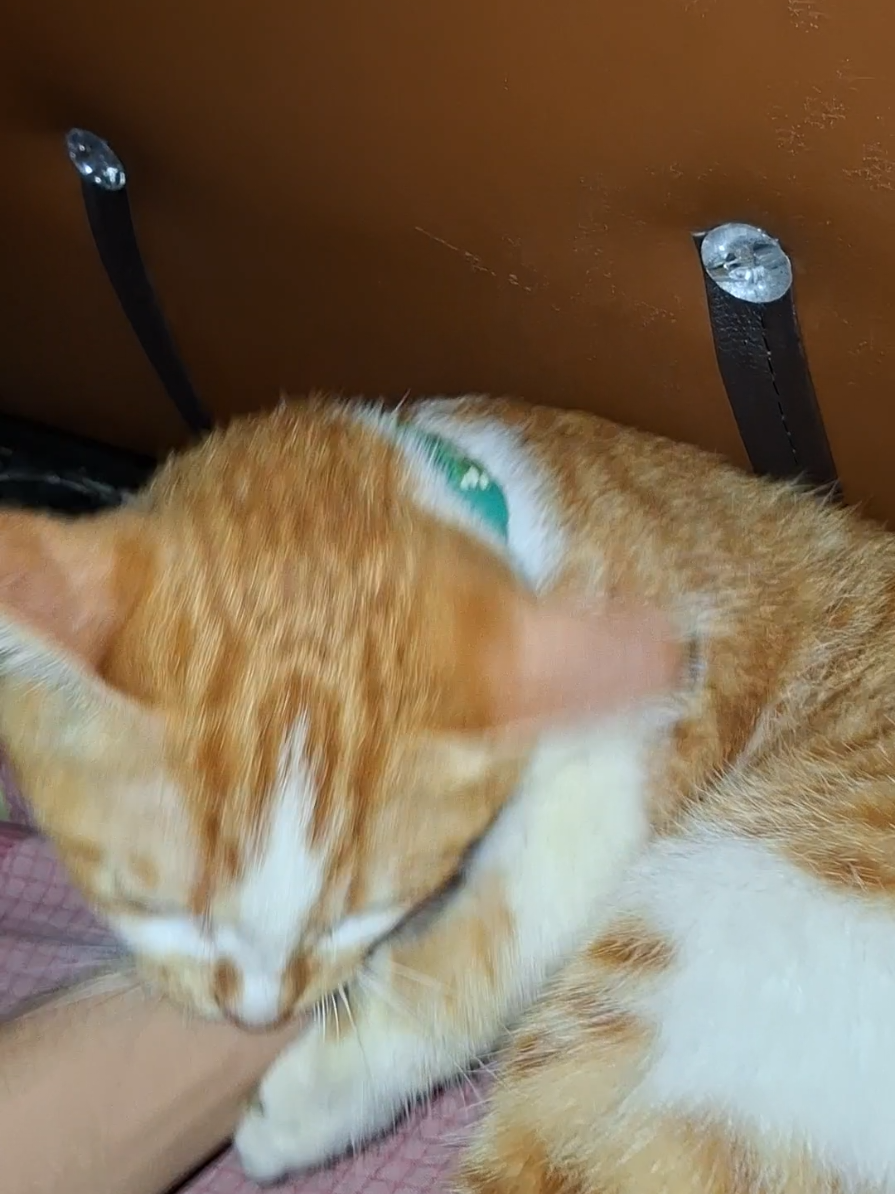 bagian 17#bismillahfyp #catlover 