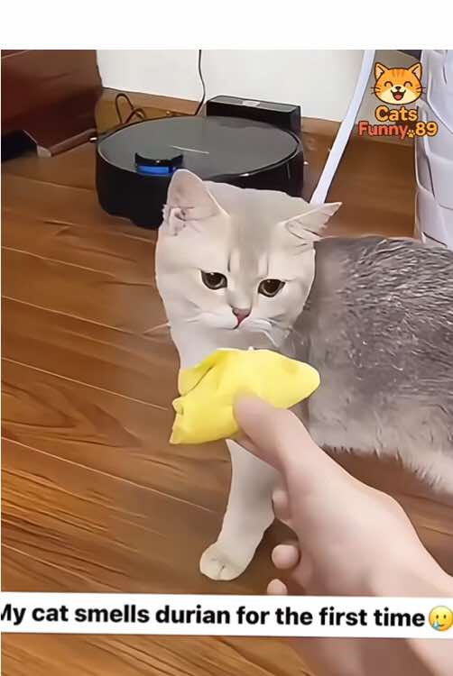 Cats React to Bad Smells 😂🐱 | Too Funny to Miss #funnycats #catreaction #smellycat #meowfunny #fyp