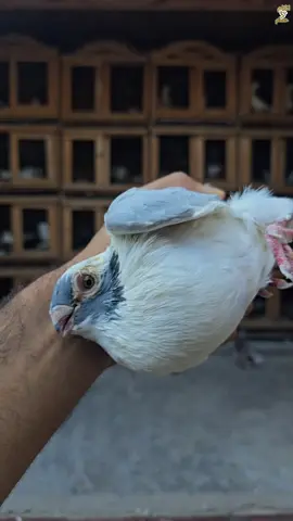 😬#اتكلم_حمام_علاء #الحمام_علاء #اتكلم_حمام #حمام_علاء #حمام 