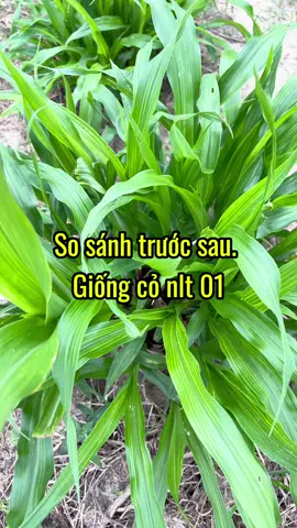 Giống cỏ cho năng suất lá cao. Phù hợp chăn nuôi trâu bò. Dê cá. Cỏ sữa ntl 01. #xuhuong #congvieccuatoi #channuoibo #giongcochannuoi 