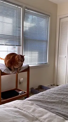 so funny!!!#cats #cute #funnycat #funny #funnyvideos