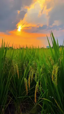 #ฟิลเตอร์tiktok #ทําถึง บรรยายกาศทุ่งนา วิวสวย 