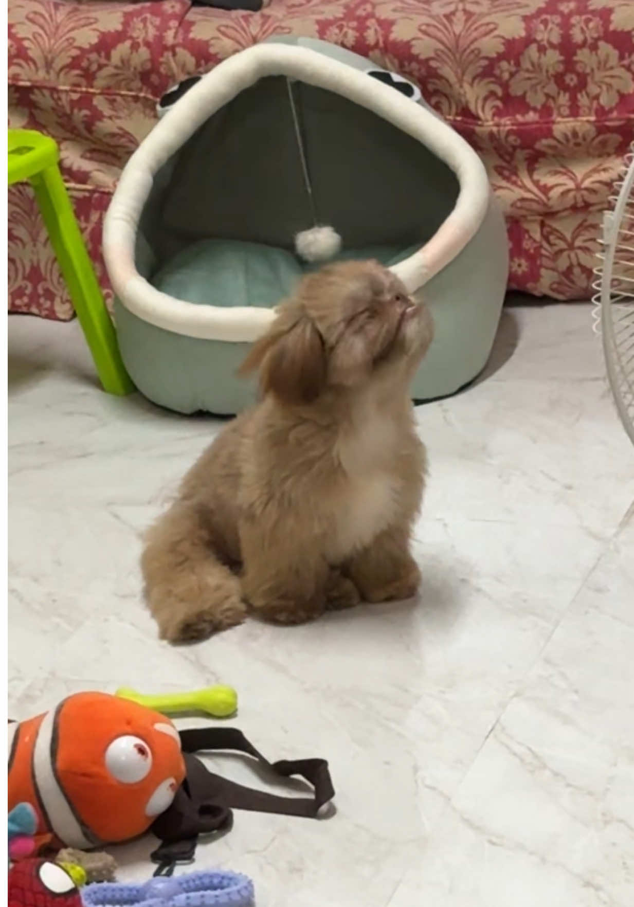 i love you fuuurever, my yoshi🥹🥰 #dogsoftiktok #shihtzu #fyp #cutedog 