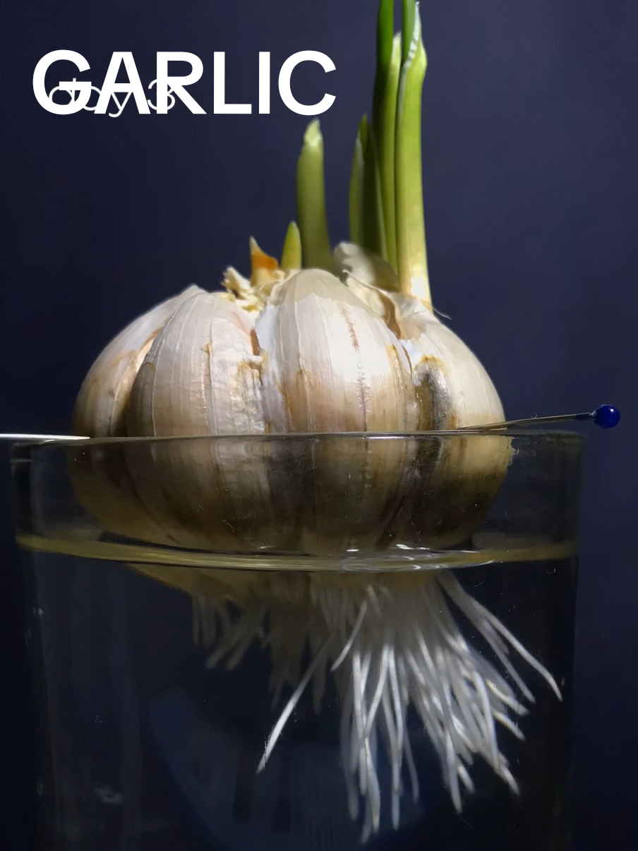 Garlic growing in water for 8 days, time lapse garlic is extremely fast grower #garlic #vegetables #timelapse #nature #plant 