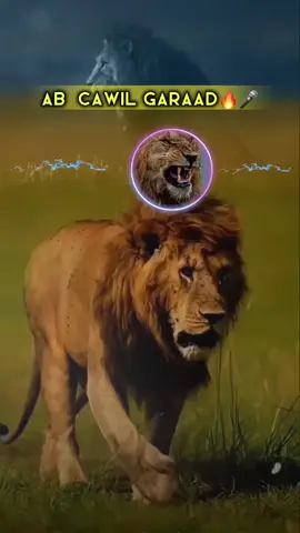 nimcaale rusha🔥🫡#CapCut #@ℂ𝔸𝕎𝕀𝕃𖤐 @AARKA QURDHAALE🦁 @Bureeqa-Abdirizak 💞👸💎 @Aarka hg @Abwaan✷deysane👤∀A @abwaan guureye 77💥💥 @Ali  Galmudug G,S,S🇺🇸🇺🇸 @BIYO KULULEYSTE RN 🇸🇴🦾🇧🇷 #